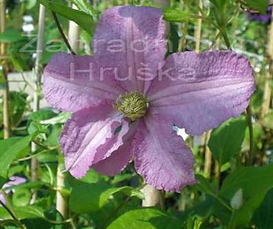 plamének - Clematis 'Danuta'