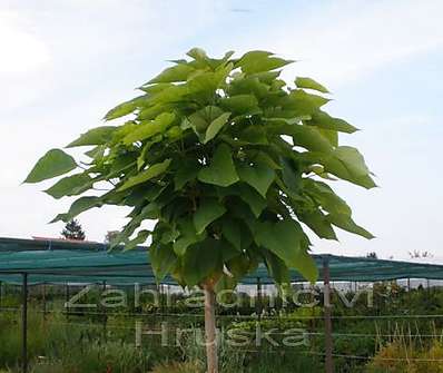 katalpa - Catalpa bignoides 'Nana'..