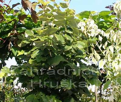 lípa - Tilia tomentosa 'Silver Globe'.