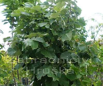 lípa - Tilia tomentosa 'Silver Globe'.