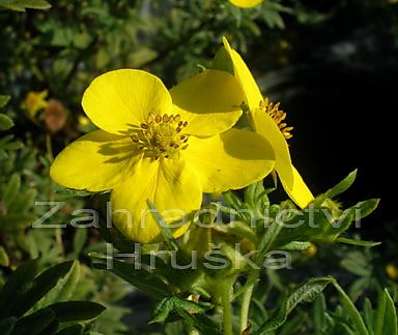 mochna - Potentilla fruticosa 'Goldfinger'