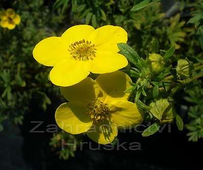 mochna - Potentilla fruticosa 'Goldfinger'