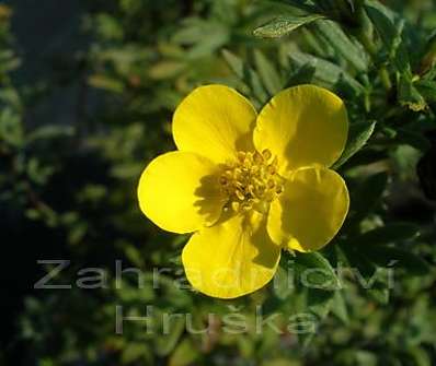 mochna - Potentilla fruticosa 'Goldfinger'