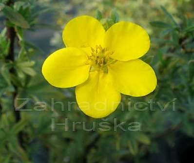 mochna - Potentilla fruticosa 'Goldfinger'