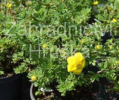 mochna - Potentilla fruticosa 'Goldfinger'