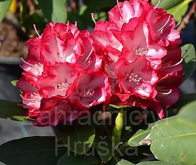 Rhododendron 'Ann Lindsay'