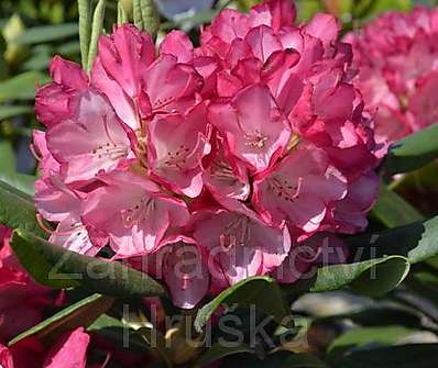 Rhododendron 'Ann Lindsay'