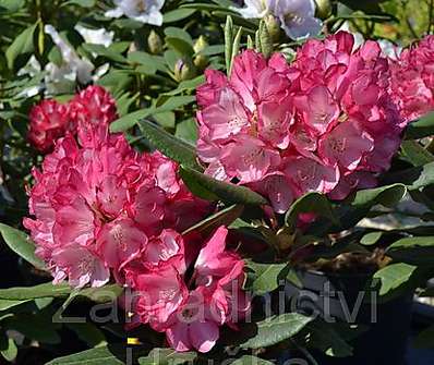 Rhododendron 'Ann Lindsay'