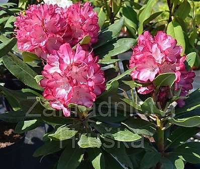 Rhododendron 'Ann Lindsay'