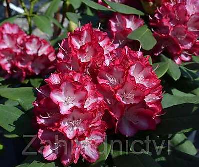 Rhododendron 'Ann Lindsay'