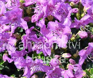 Rhododendron radistrotum