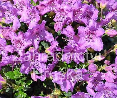 Rhododendron radistrotum