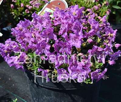 Rhododendron radistrotum