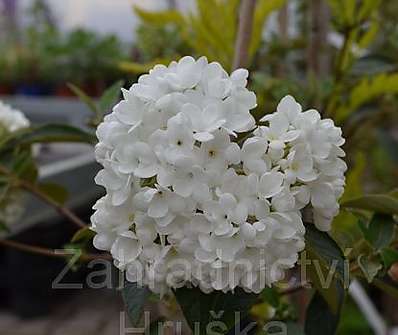 kalina - Viburnum burkwoodii 'Eskimo'..