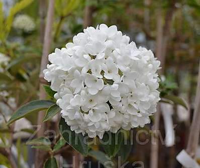 kalina - Viburnum burkwoodii 'Eskimo'..