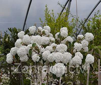 kalina - Viburnum burkwoodii 'Eskimo'..