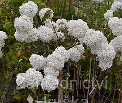 kalina - Viburnum burkwoodii 'Eskimo'..