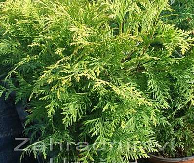 zerav - Thuja occ. 'Globosa Nana'