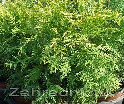 zerav - Thuja occ. 'Globosa Nana'