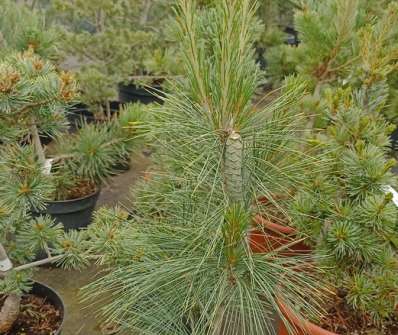 Borovice - Pinus strobus 'Fastigiata'.