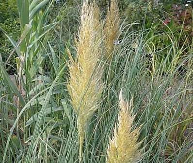 pampas - Cortaderia selloana