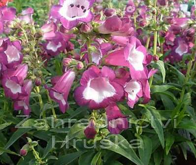 Penstemon hart. Phoenix Violet/White