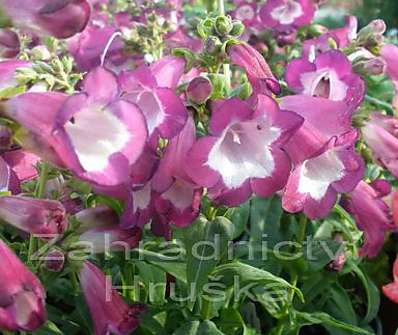 Penstemon hart. Phoenix Violet/White