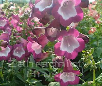 Penstemon hart. Phoenix Violet/White