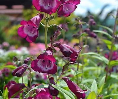 Penstemon hart. Phoenix Violet/White