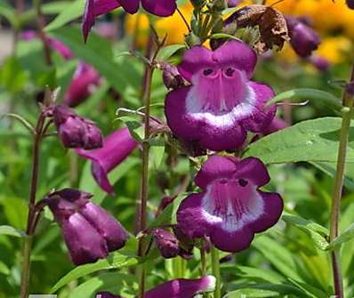 Penstemon hart. Phoenix Violet/White