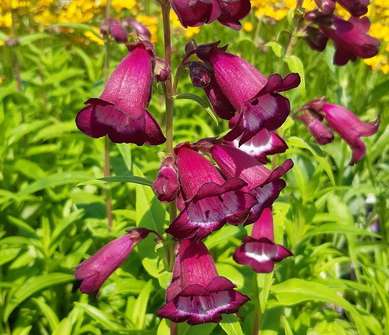 Penstemon hart. Phoenix Violet/White