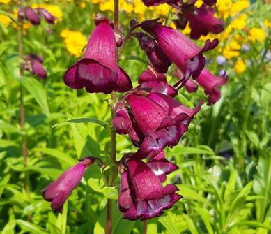 Penstemon hart. Phoenix Violet/White