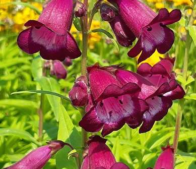 Penstemon hart. Phoenix Violet/White