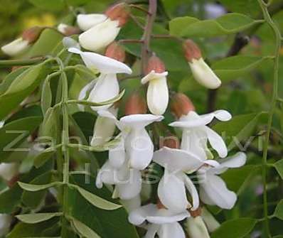 akát - Robinia pseudoacacia 'Tortuosa'