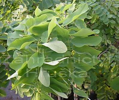 akát - Robinia pseudoacacia 'Tortuosa'