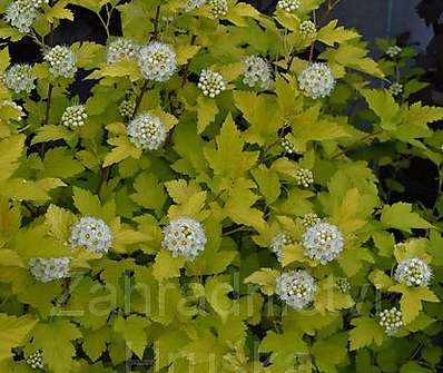 tavola - Physocarpus opulifolius 'Nuget´