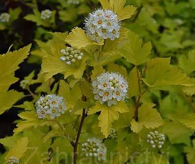 tavola - Physocarpus opulifolius 'Nuget´