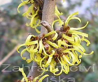 vilín - Hamamelis x intermedia žlutý