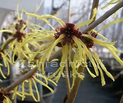 vilín - Hamamelis x intermedia žlutý