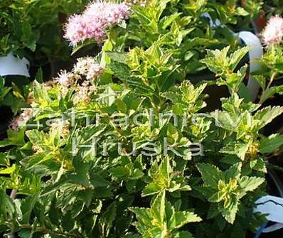 tavolník - Spiraea japonica 'Japanese Dwarf'