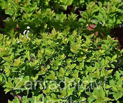 tavolník - Spiraea japonica 'Japanese Dwarf'