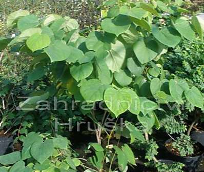 zmarlika - Cercis chinensis