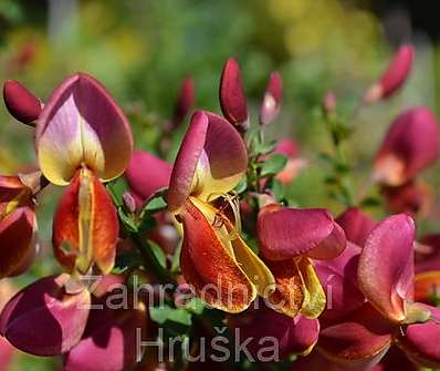 čilimník - Cytisus 'Killiney Red'