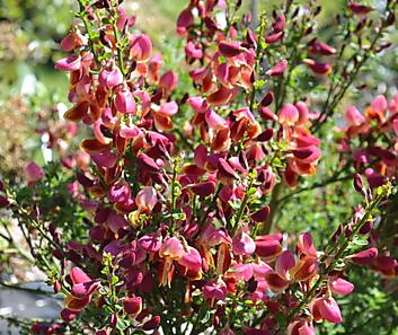 čilimník - Cytisus 'Killiney Red'