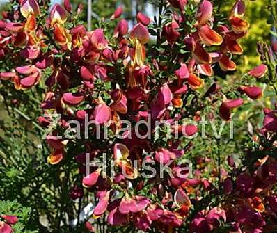 čilimník - Cytisus 'Killiney Red'