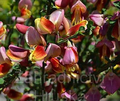 čilimník - Cytisus 'Killiney Red'