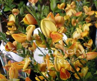 čilimník - Cytisus 'Apricot Gem'