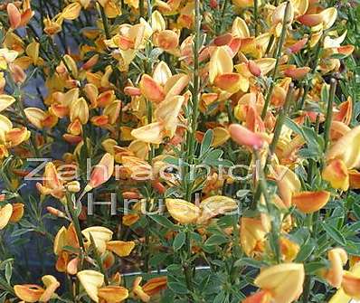 čilimník - Cytisus 'Apricot Gem'