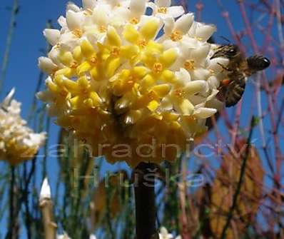 Edgeworthia chrysantha