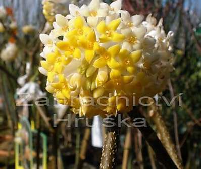 Edgeworthia chrysantha